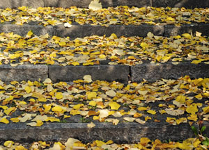 bildreich karten PK 472: herbstspaziergang.